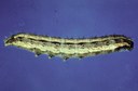 Cutworm - Bristly Lepidoptera: Noctuidae Lacinipolia renigera S.