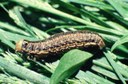 Cutworm - Bronzed Lepidoptera: Noctuidae Nephelodes minians G