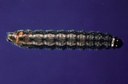 Cutworm - Claybacked Lepidoptera: Noctuidae Agrotis gladiaria M.