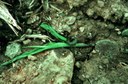 Cutworm - Dingy Lepidoptera: Noctuidae Feltia jaculifera (G)