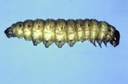Cutworm - Glassy Lepidoptera: Noctuidae Apamea devastator B.