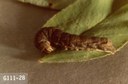 Cutworm - Spotted Lepidoptera: Noctuidae Feltia jaculifera (G)