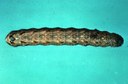 Cutworm - Variegated