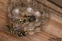 Dominulus or European Paper Wasp (on nest)
