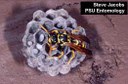 Dominulus or European Paper Wasp (on nest)