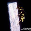 Dominulus or European Paper Wasp