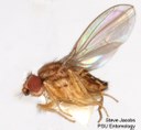 Drosophila busckii - a vinegar fly