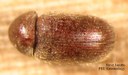 Drugstore beetle (dorsal)