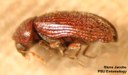 Drugstore beetle (lateral)