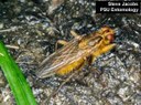Dung fly