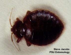 Eastern bat bed bug