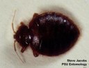 Eastern bat bed bug