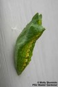 Eastern Black Swallowtail (chrysalis)