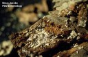 Eastern subterranean termite (colony)