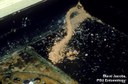 Eastern subterranean termite (mud tube)