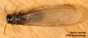 Eastern subterranean termite (winged)