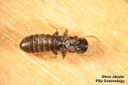 Eastern subterranean termite