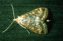 European corn borer (adult female)