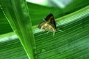 European corn borer (adult male)