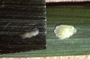 European corn borer (eggs)
