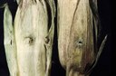 European corn borer (husk injury)