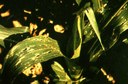 European corn borer (injury)
