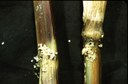 European corn borer (injury)