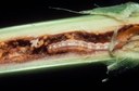 European corn borer (larva)