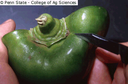 European Corn Borer (Pepper)
