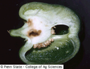 European Corn Borer (Pepper)