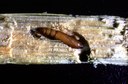 European corn borer (pupa)