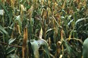 European corn borer (second brood)