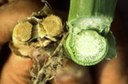 European corn borer (stalk damage)