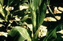 European corn borer (whorl damage)