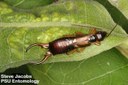 European Earwig (Adults)
