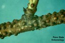 European fruit lecanium