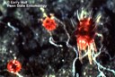 European red mite