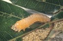 European apple sawfly (larva)