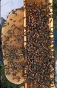 Expansion of comb beyond edges of frame board.