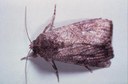 Fall armyworm (adult male)