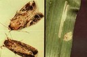 Fall armyworm (adults and eggs)
