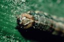 Fall armyworm (ID by white inverted V)