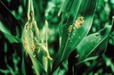 Fall armyworm (injury to corn)
