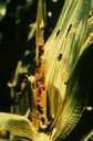 Fall armyworm (injury)