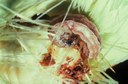 Fall armyworm (larva)