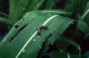 Fall armyworm (larvae)
