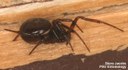 False Black Widow