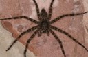 Fishing Spider