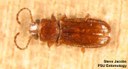 Flat grain beetle