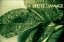 Flea beetle (damage on potato)